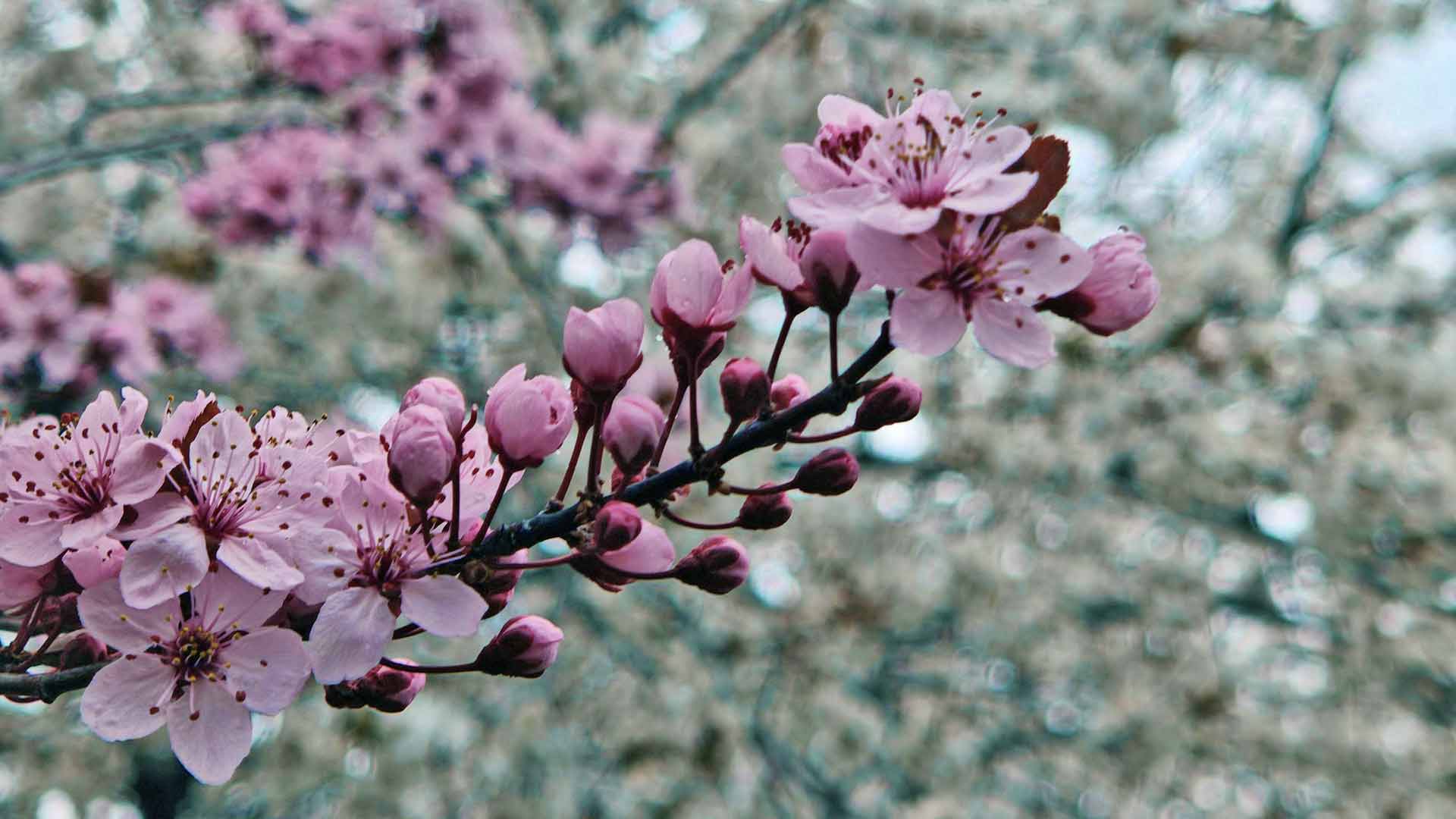 Fr&uuml;hjahrspracht: Kirschbl&uuml;te am Lago (&copy;G&ouml;khan Kalemkash)